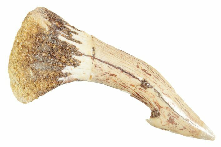 Fossil Sawfish (Onchopristis) Rostral Barb - Morocco #356420